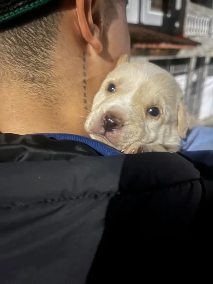 Cachorro raça SRD-ViraLata idade 2 a 6 meses nome Aruna 