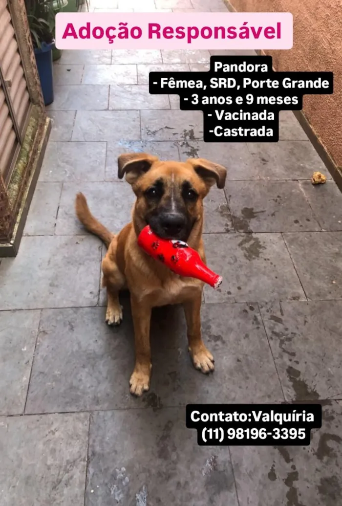 Cachorro raça SRD-ViraLata idade 4 anos nome Pandora