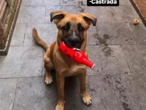 Cachorro raça SRD-ViraLata idade 4 anos nome Pandora