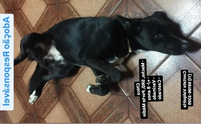 Cachorro raça SRD-ViraLata idade 6 ou mais anos nome Chico