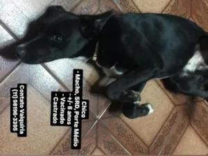 Cachorro raça SRD-ViraLata idade 6 ou mais anos nome Chico