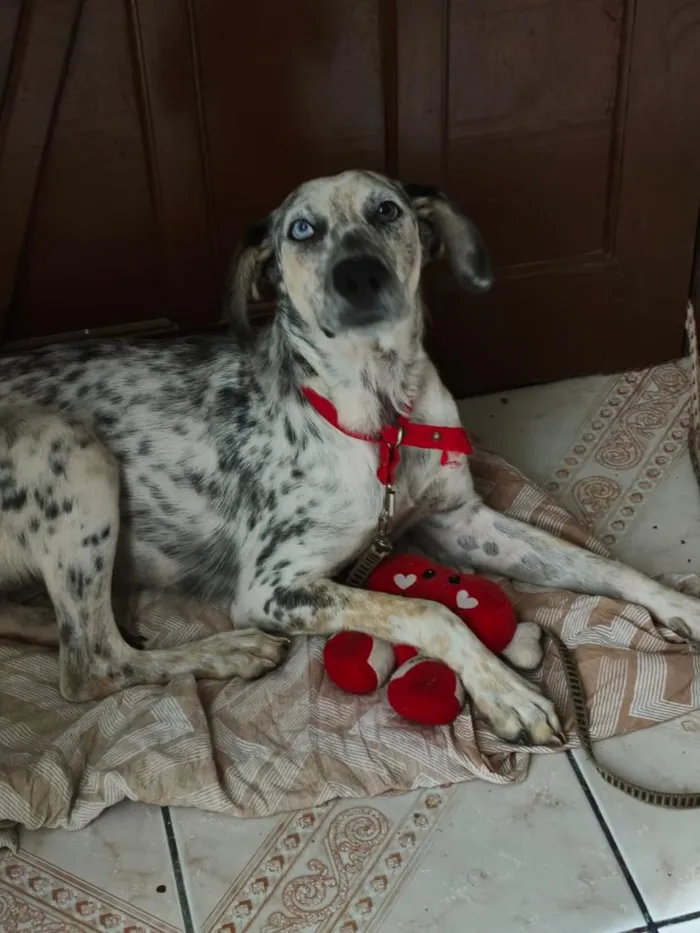 Cachorro raça Dálmata idade 2 a 6 meses nome Jaciara