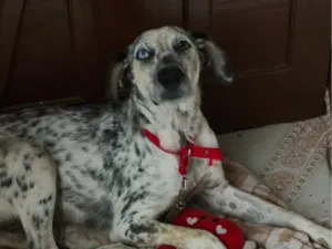 Cachorro raça Dálmata idade 2 a 6 meses nome Jaciara