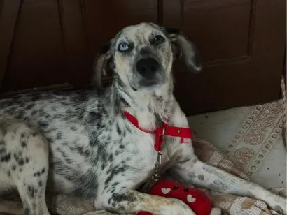 Cachorro raça Dálmata idade 2 a 6 meses nome Jaciara