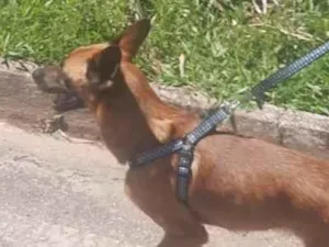 Cachorro raça SRD-ViraLata idade 4 anos nome Hercules