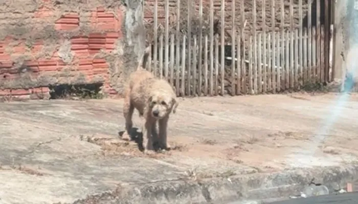Cachorro raça SRD-ViraLata idade 2 a 6 meses nome Loirao