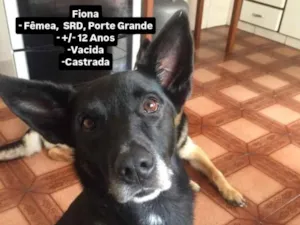 Cachorro raça SRD-ViraLata idade 6 ou mais anos nome Fiona