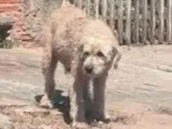 Cachorro raça SRD-ViraLata idade 2 a 6 meses nome Loirao