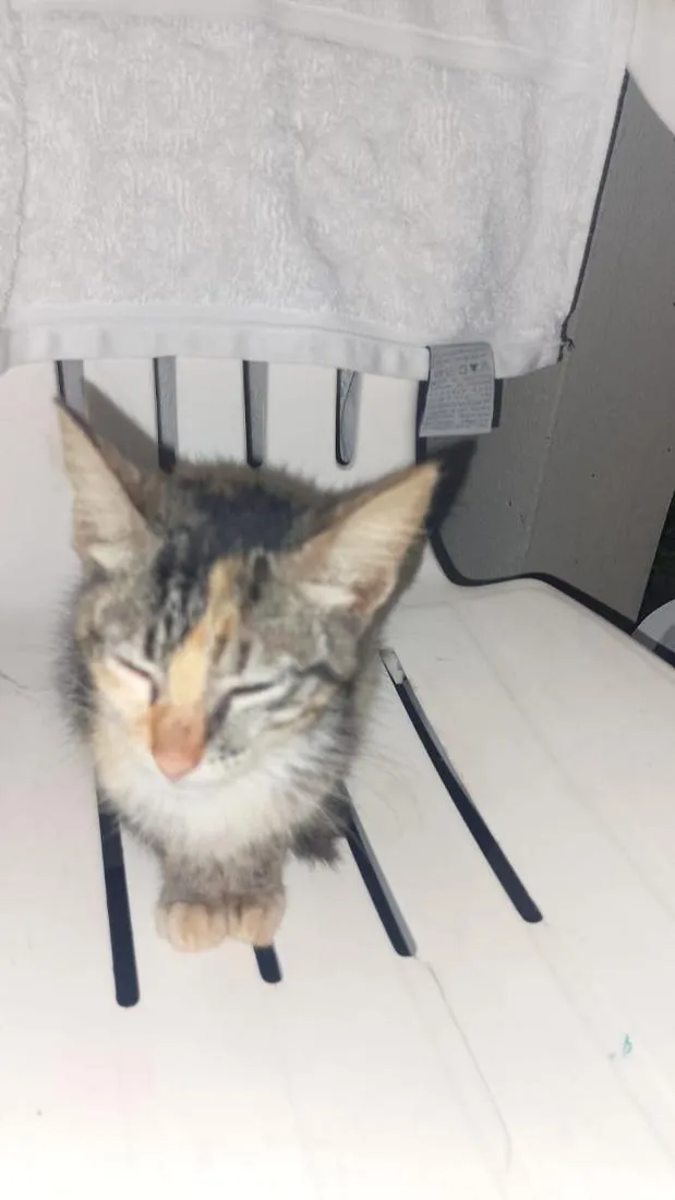 Gato raça SRD-ViraLata idade 2 a 6 meses nome Sem nome