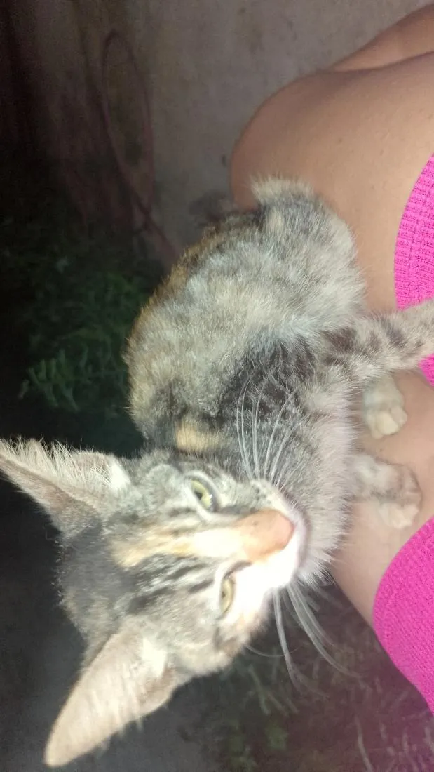 Gato raça SRD-ViraLata idade 2 a 6 meses nome Sem nome