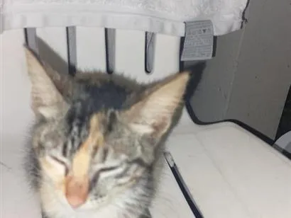 Gato raça SRD-ViraLata idade 2 a 6 meses nome Sem nome