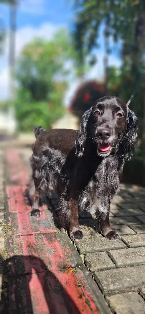 Cachorro raça Cocker idade 6 ou mais anos nome Juca