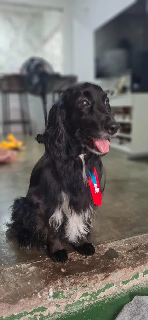 Cachorro raça Cocker idade 6 ou mais anos nome Juca