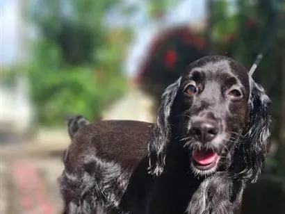 Cachorro raça Cocker idade 6 ou mais anos nome Juca