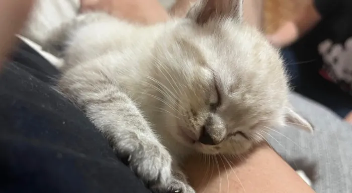 Gato raça SRD-ViraLata idade Abaixo de 2 meses nome Sem nome