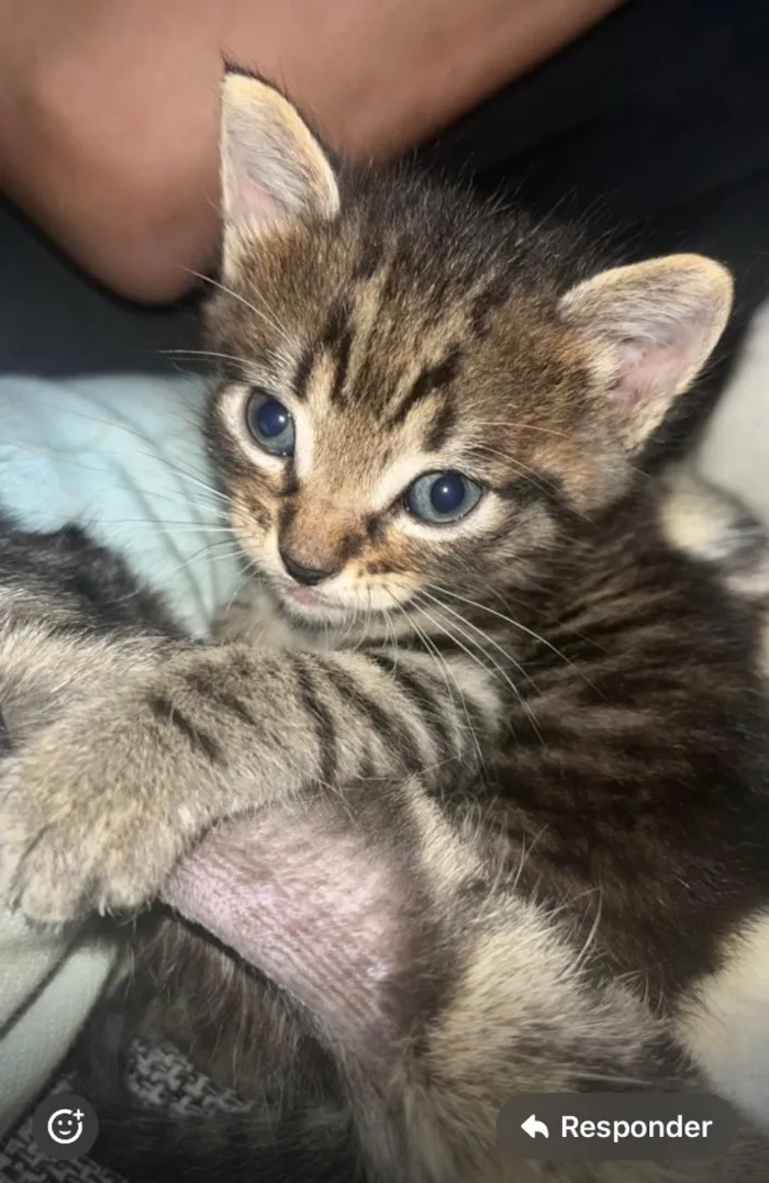 Gato raça SRD-ViraLata idade Abaixo de 2 meses nome Sem nome