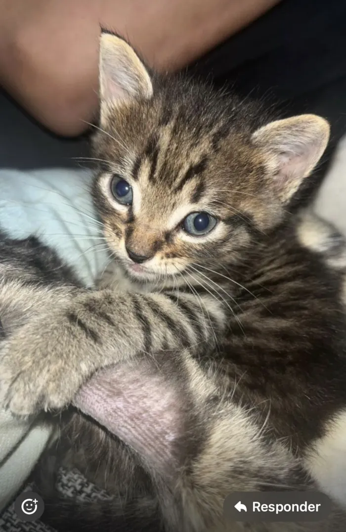 Gato raça SRD-ViraLata idade Abaixo de 2 meses nome Sem nome 