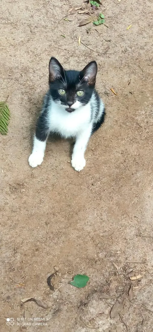 Gato raça SRD-ViraLata idade 2 a 6 meses nome Sua escolha