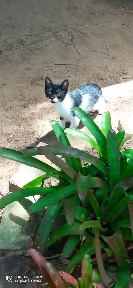 Gato raça SRD-ViraLata idade 2 a 6 meses nome Sua escolha