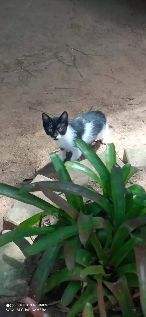 Gato raça SRD-ViraLata idade 2 a 6 meses nome Sua escolha