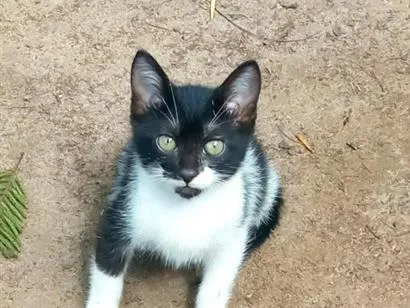 Gato raça SRD-ViraLata idade 2 a 6 meses nome Sua escolha