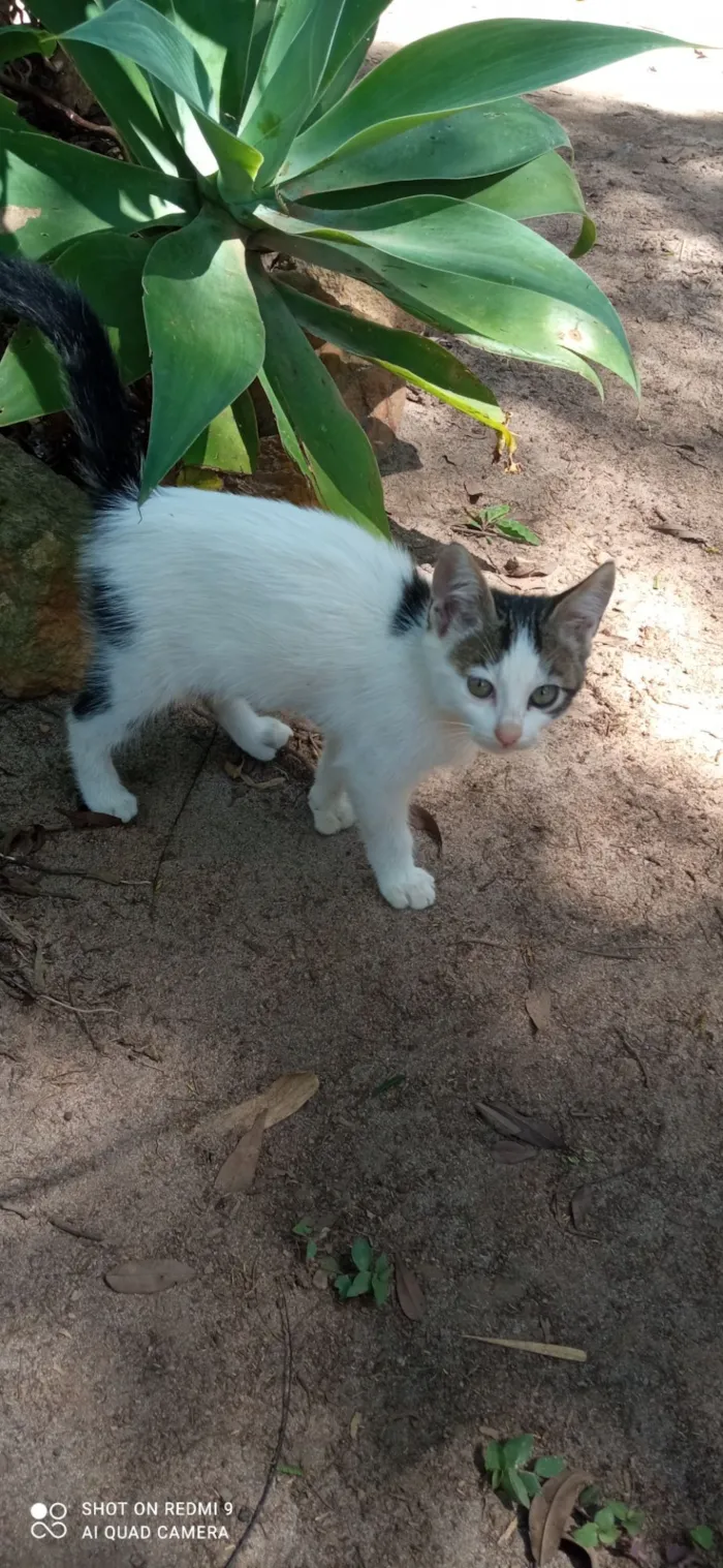 Gato raça SRD-ViraLata idade 2 a 6 meses nome Sua escolha