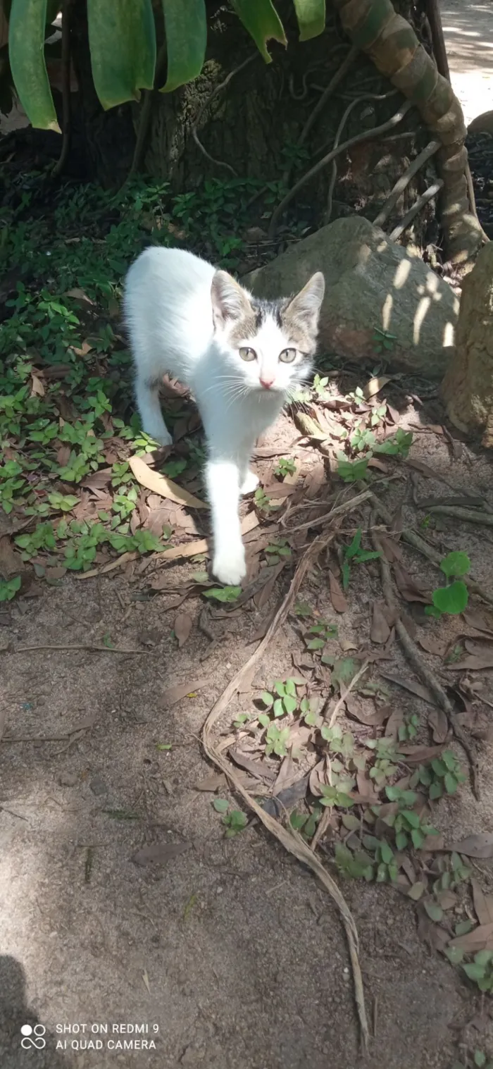 Gato raça SRD-ViraLata idade 2 a 6 meses nome Sua escolha
