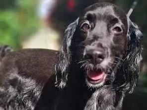 Cachorro raça Cocker idade 6 ou mais anos nome Juca