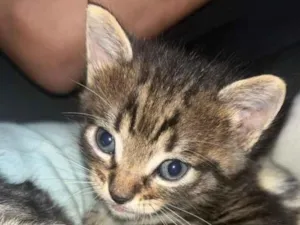 Gato raça SRD-ViraLata idade Abaixo de 2 meses nome Sem nome