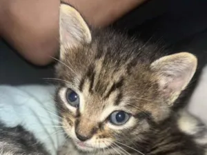 Gato raça SRD-ViraLata idade Abaixo de 2 meses nome Sem nome 