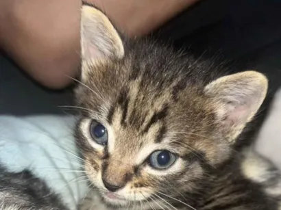 Gato raça SRD-ViraLata idade Abaixo de 2 meses nome Sem nome 