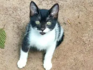 Gato raça SRD-ViraLata idade 2 a 6 meses nome Sua escolha