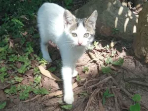 Gato raça SRD-ViraLata idade 2 a 6 meses nome Sua escolha