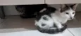 titi e tico