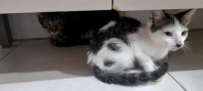 Gato raça  idade 2 a 6 meses nome titi e tico