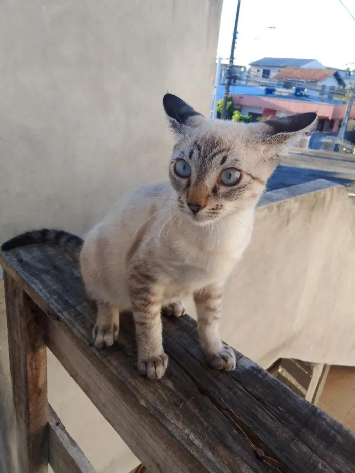 Gato raça SRD-ViraLata idade 2 a 6 meses nome Lyon