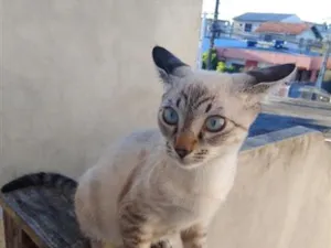 Gato raça SRD-ViraLata idade 2 a 6 meses nome Lyon