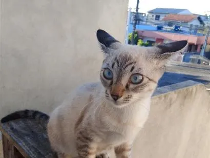 Gato raça SRD-ViraLata idade 2 a 6 meses nome Lyon