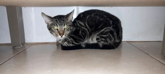 Gato raça  idade 2 a 6 meses nome titi e tico