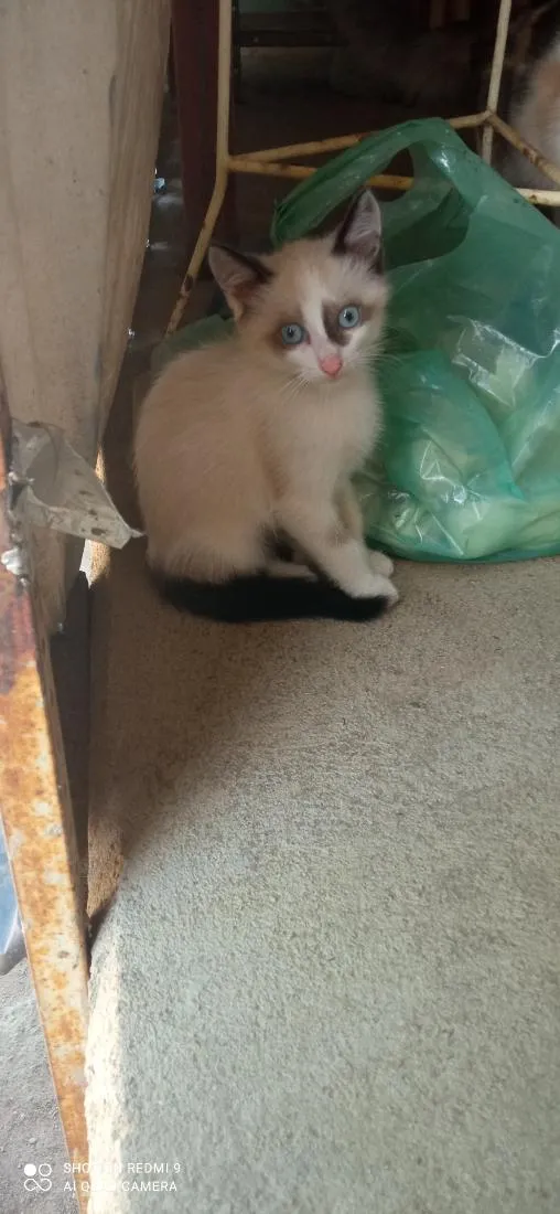 Gato raça SRD-ViraLata idade 2 a 6 meses nome Sua escolha