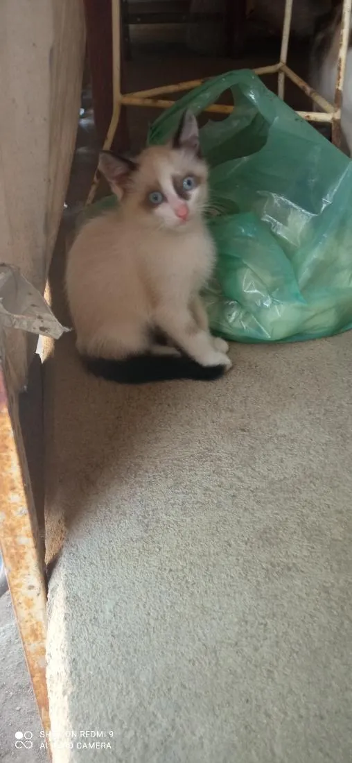 Gato raça SRD-ViraLata idade 2 a 6 meses nome Sua escolha