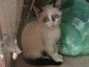 Gato raça SRD-ViraLata idade 2 a 6 meses nome Sua escolha