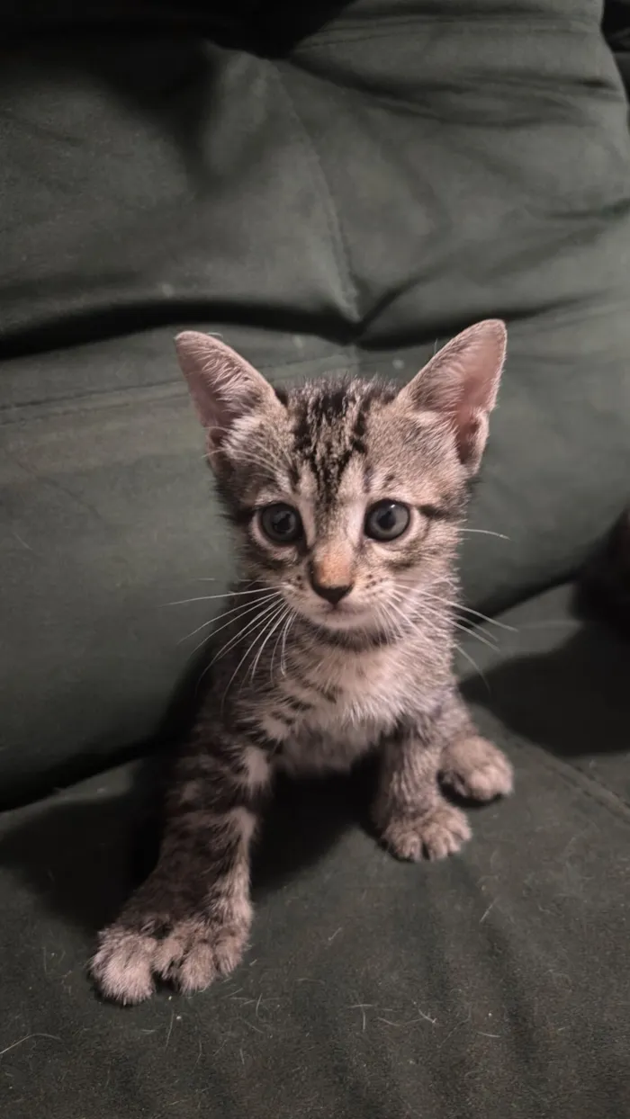 Gato raça SRD-ViraLata idade 2 a 6 meses nome Sem nomes 