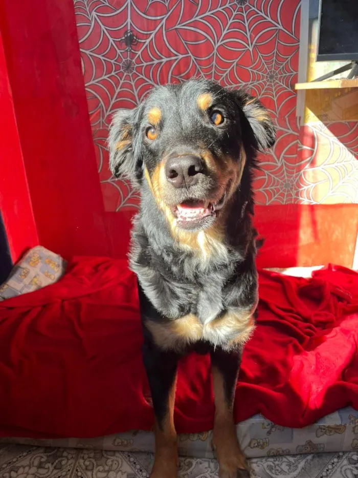 Cachorro raça SRD-ViraLata idade 2 anos nome Mel