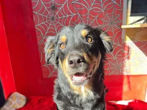 Cachorro raça SRD-ViraLata idade 2 anos nome Mel