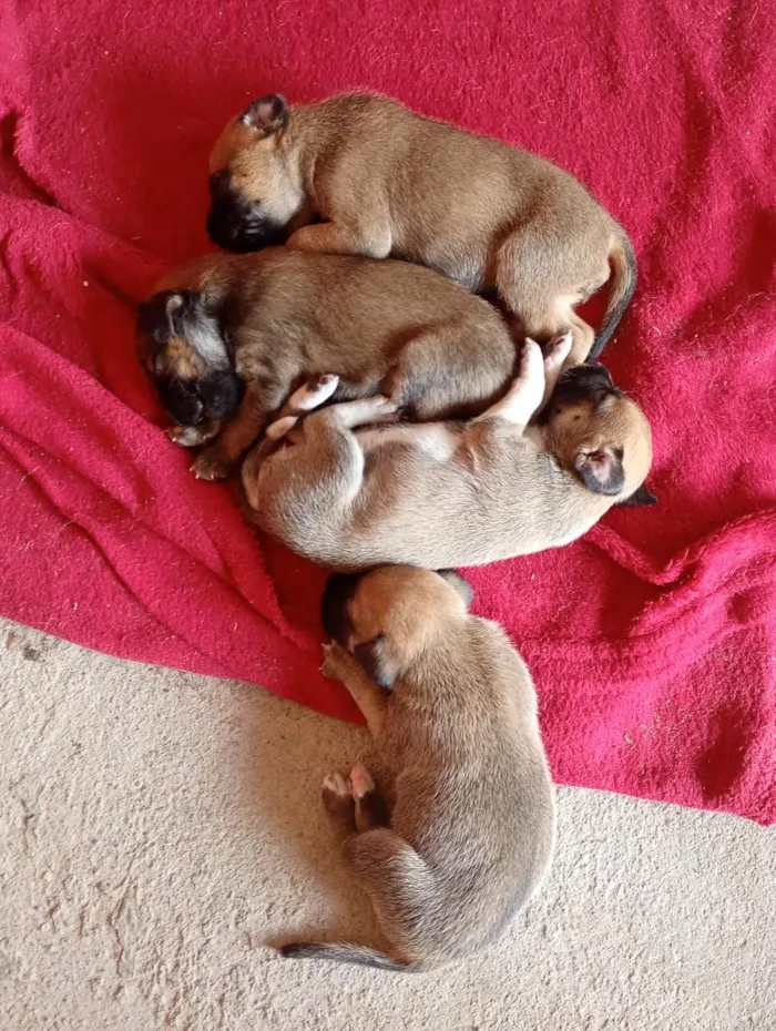 Cachorro raça SRD-ViraLata idade Abaixo de 2 meses nome filhote