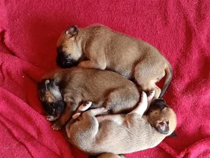 Cachorro raça SRD-ViraLata idade Abaixo de 2 meses nome filhote