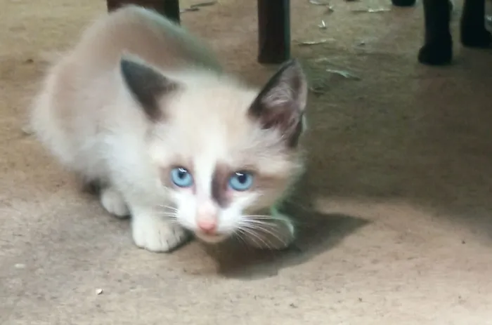 Gato raça SRD-ViraLata idade 2 a 6 meses nome Sua escolha