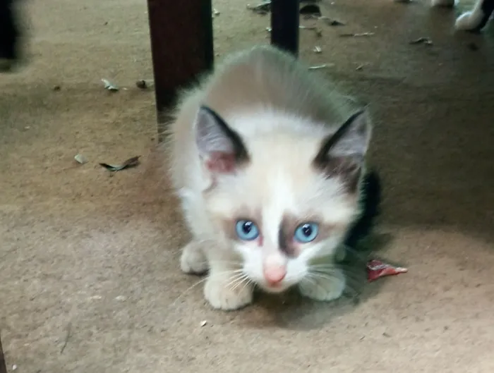 Gato raça SRD-ViraLata idade 2 a 6 meses nome Sua escolha