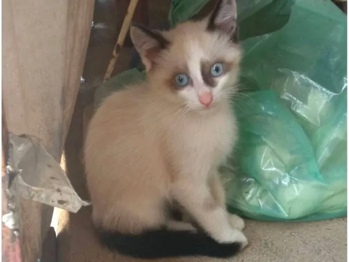 Gato raça SRD-ViraLata idade 2 a 6 meses nome Sua escolha